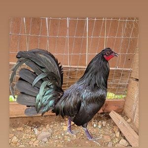 Meet your Posher, Jesus